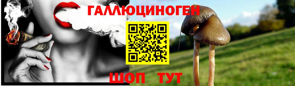 Псилоцибиновые грибы GOLDEN TEACHER  Вход с VPN  как найти закладки  Городец  Галлюциногенные грибы Cubensis 